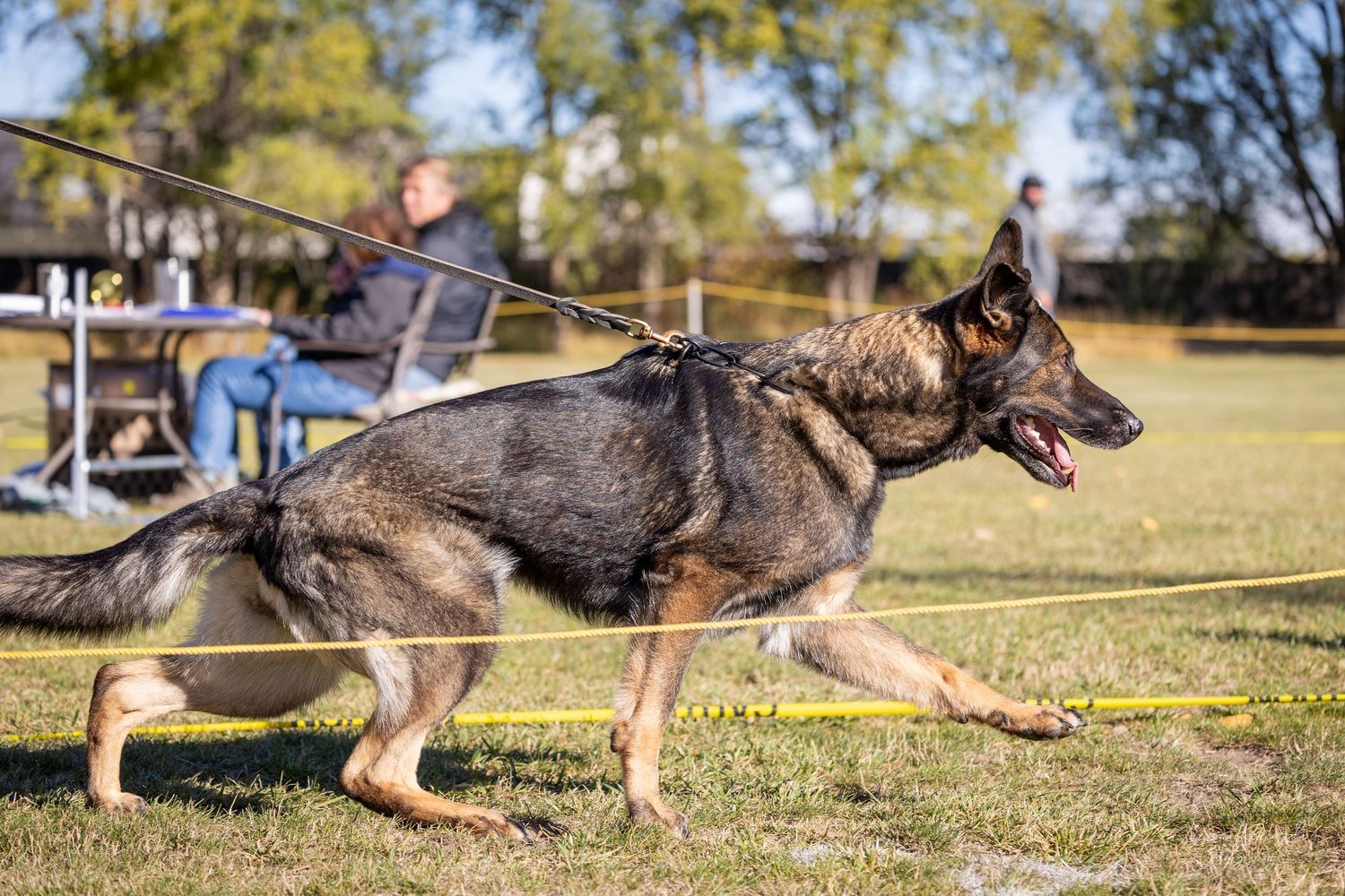 German Shepherd running low to the ground during specialized training drills.