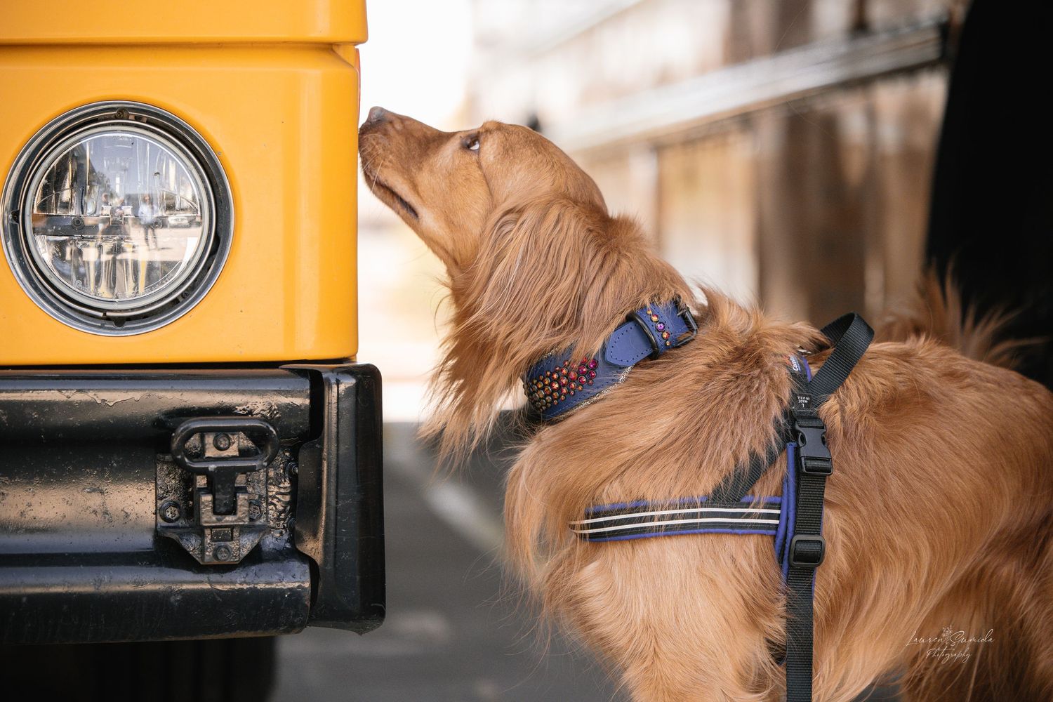 Golden retriever stands beside a yellow delivery truck on a sunny day.
