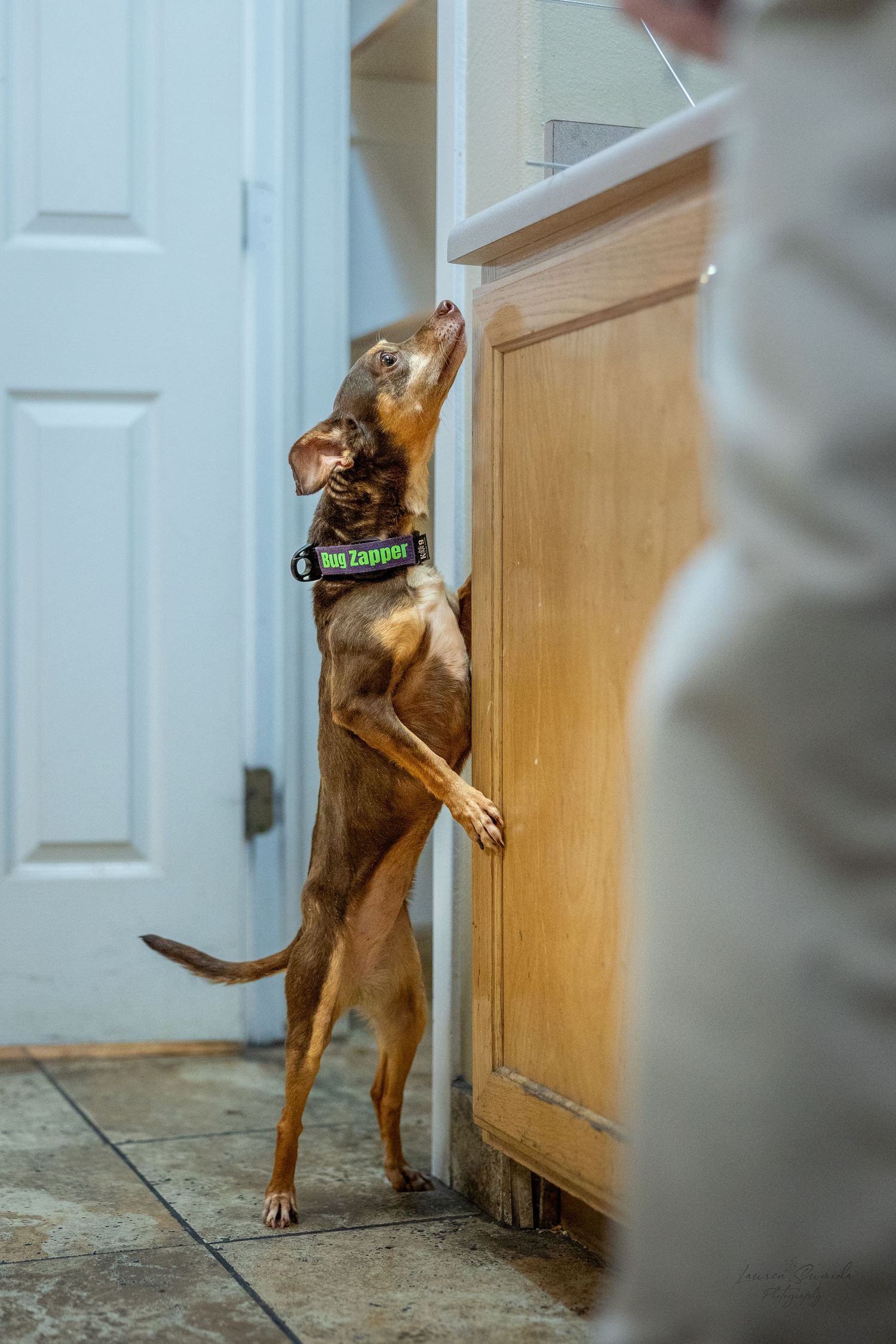 A brown dog practices jumping and reaching exercises against a door frame.