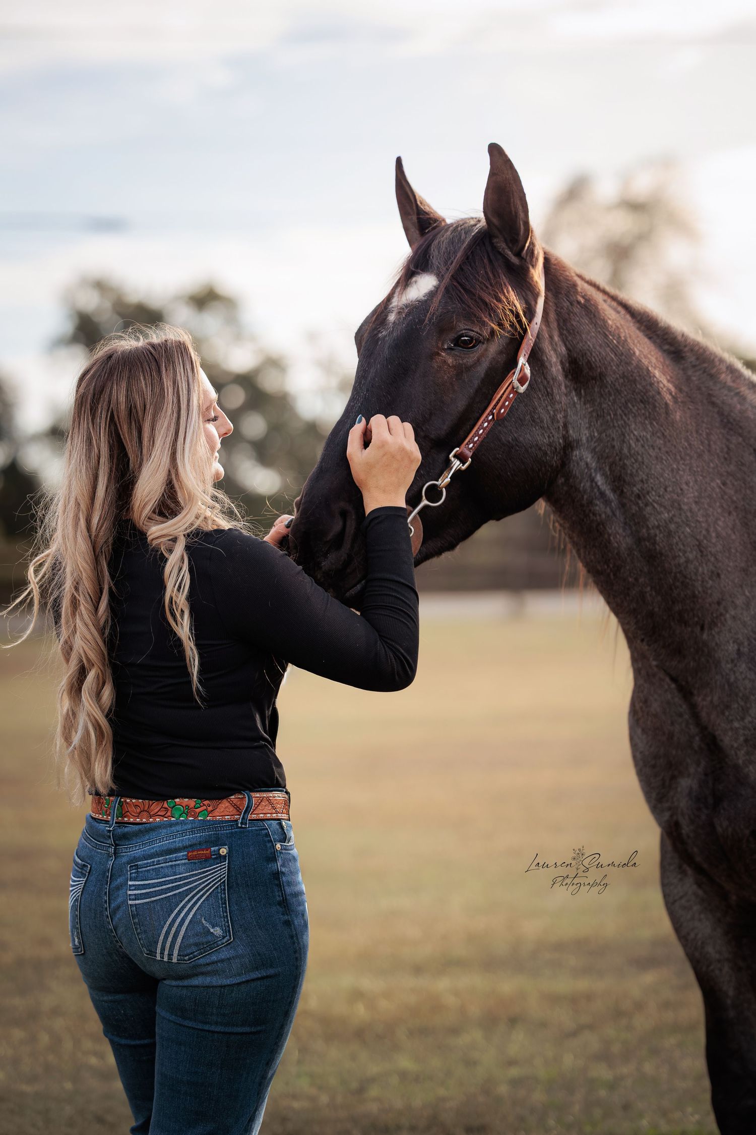 Dark bay horse with bridle stands in a sunlit field during golden hour.