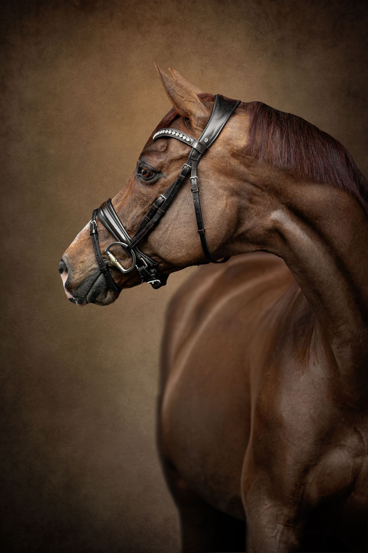 Close-up profile views of a majestic brown horse wearing a bridle against a dark background.