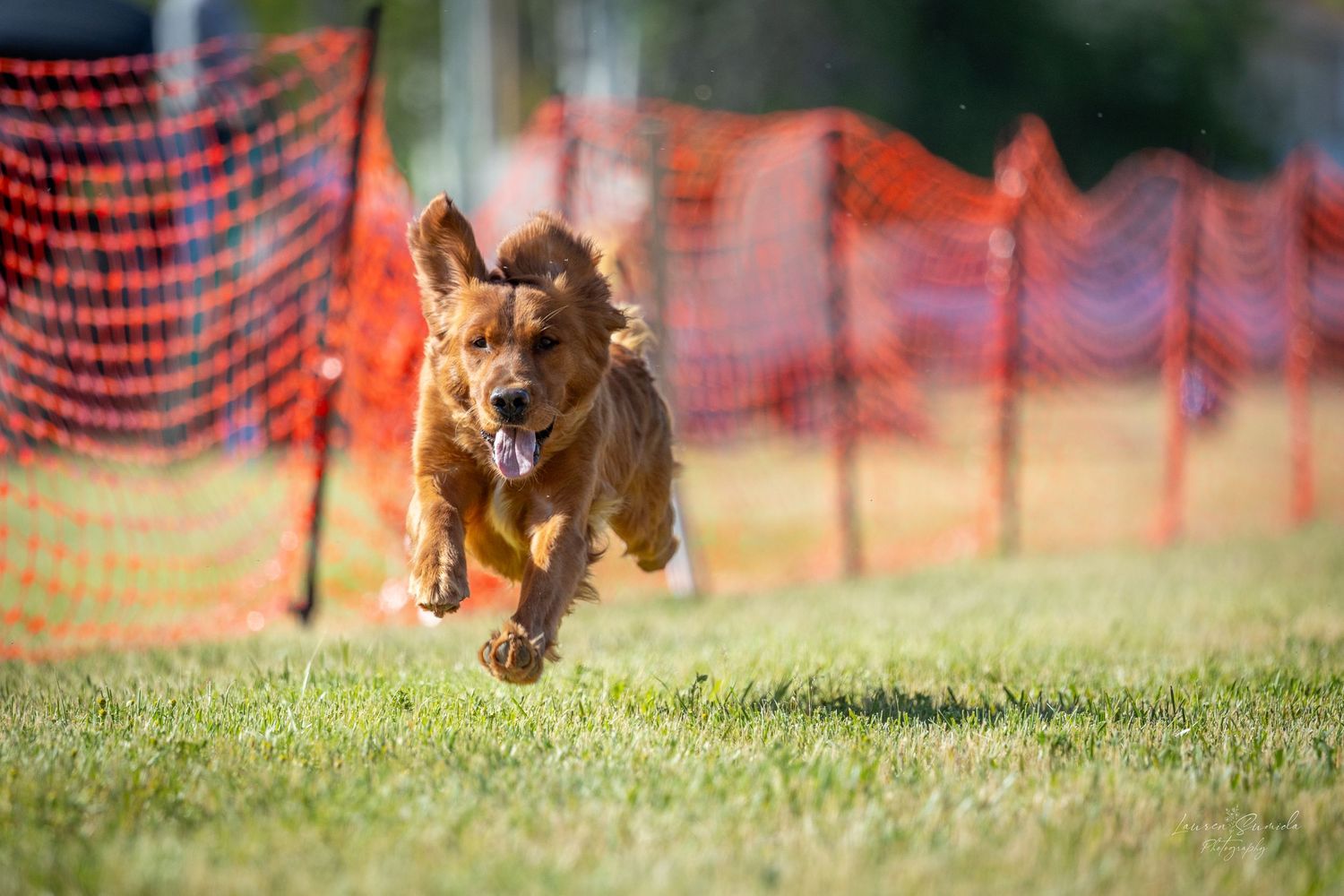 Energetic dog sprinting across grass field during agility training with orange mesh fencing.