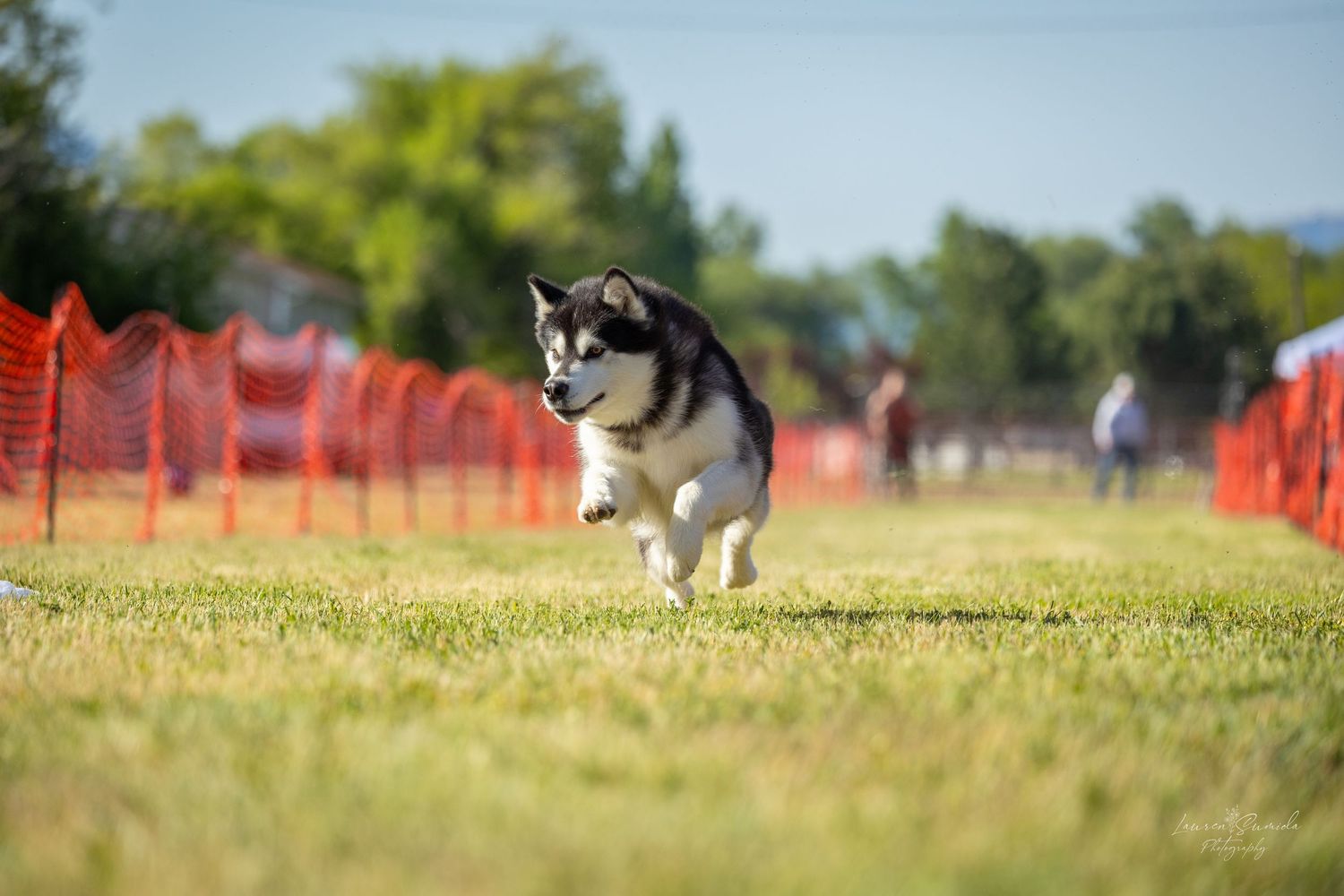 Husky dog sprinting across sunny grass field with orange safety netting.