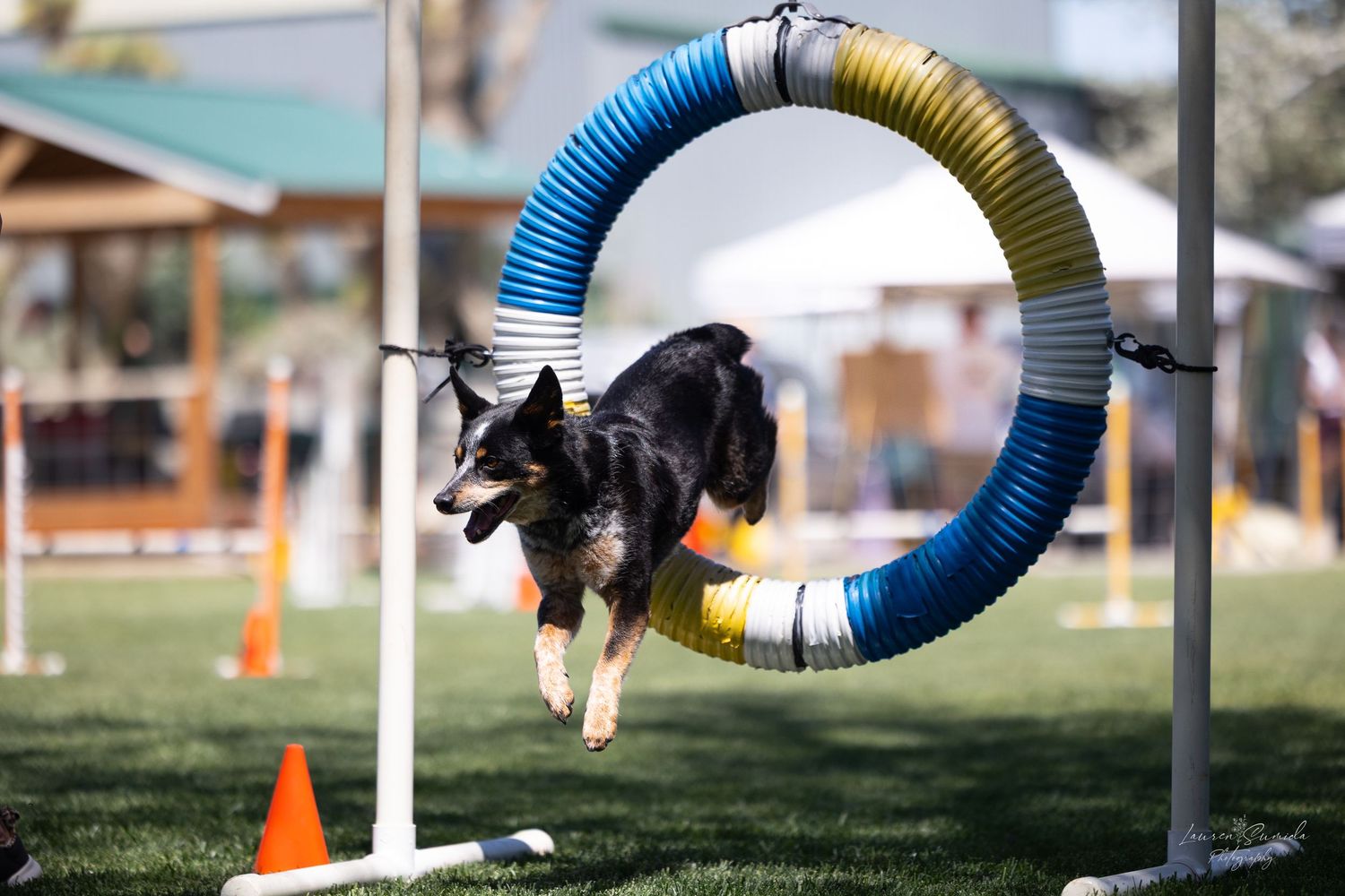 Dog running through a colorful agility tunnel during outdoor training.