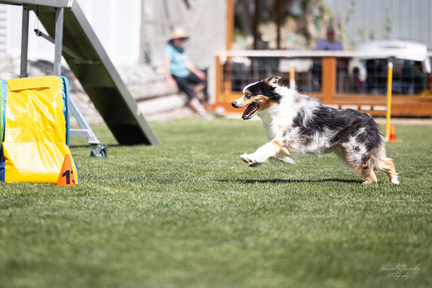 Dogs running through an outdoor agility course with yellow and blue equipment.