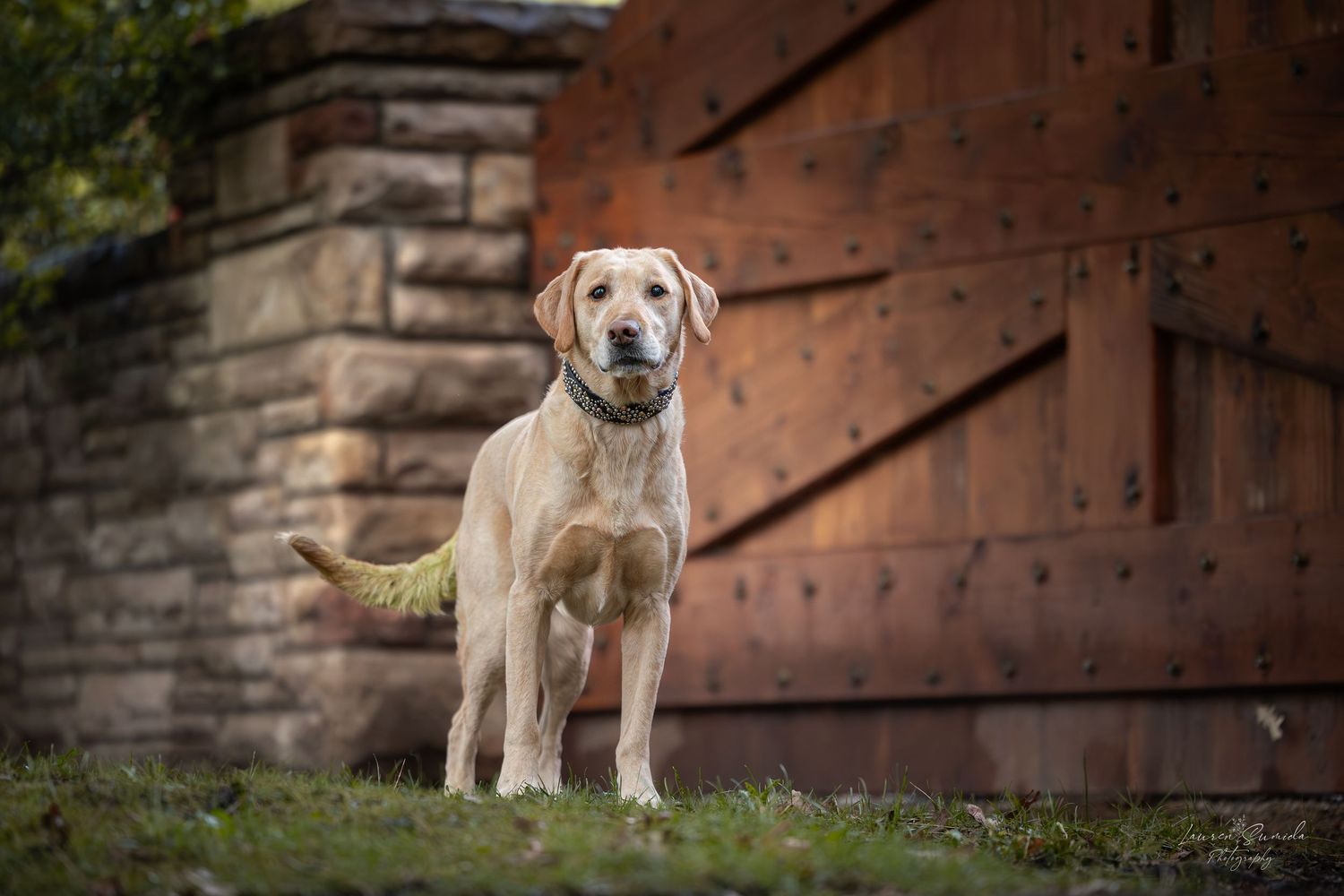 Yellow Labrador standing alert in front of rustic barn door and stone wall.