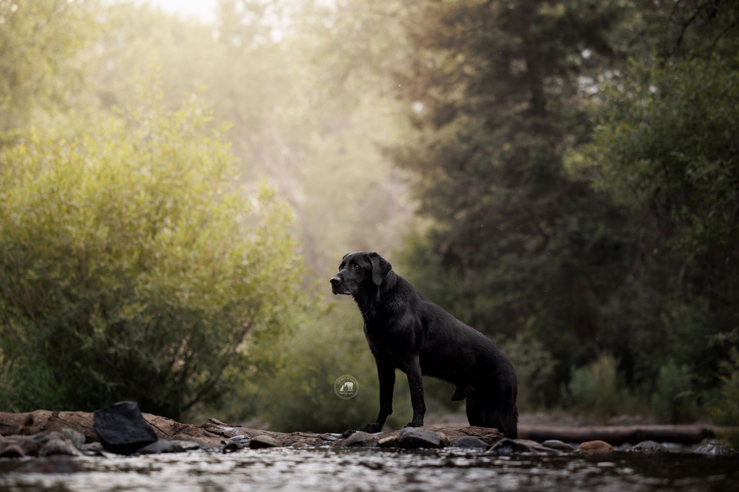 Black Labrador standing on a rocky riverbank beside flowing water, with misty evergreen trees and soft sunlight in the background.