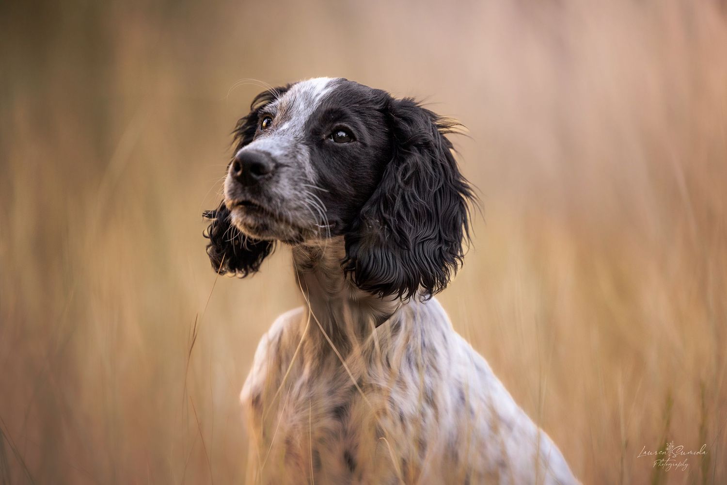 Black and white English Setter dog portrait in tall grass during golden hour.