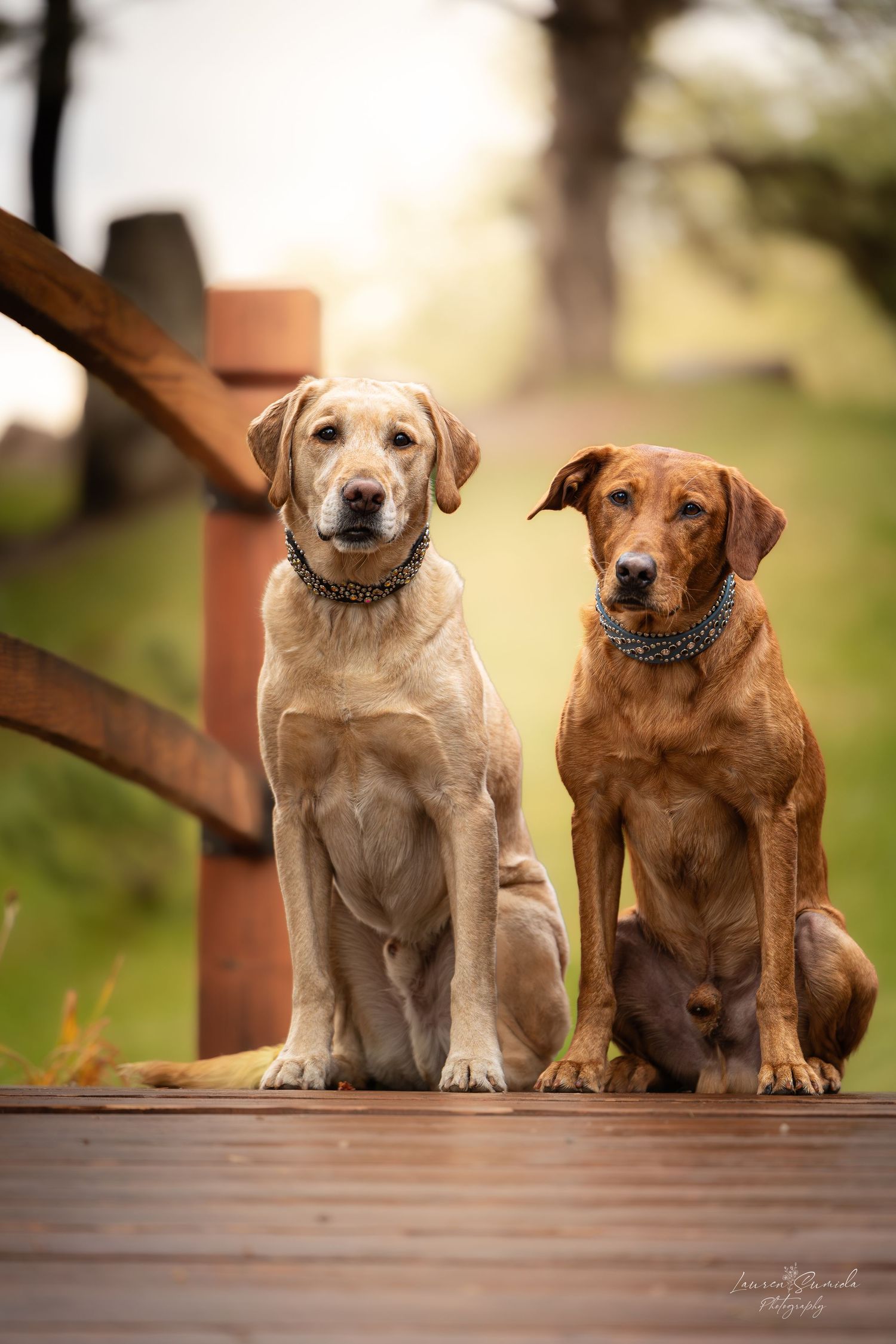 Two dogs, one yellow and one brown, sit together on wooden deck.