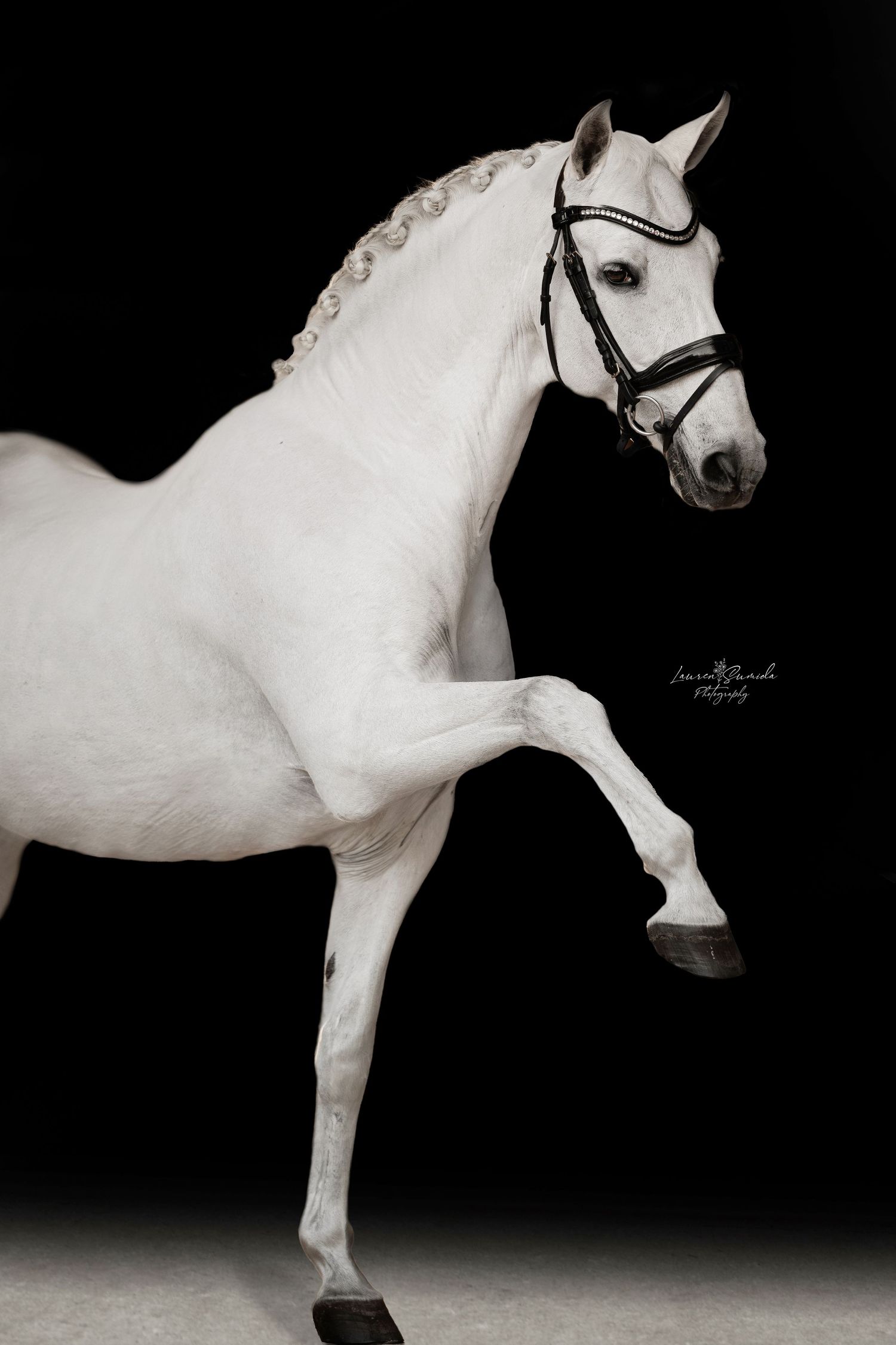 White horse in motion against black background showing elegant dressage movement.
