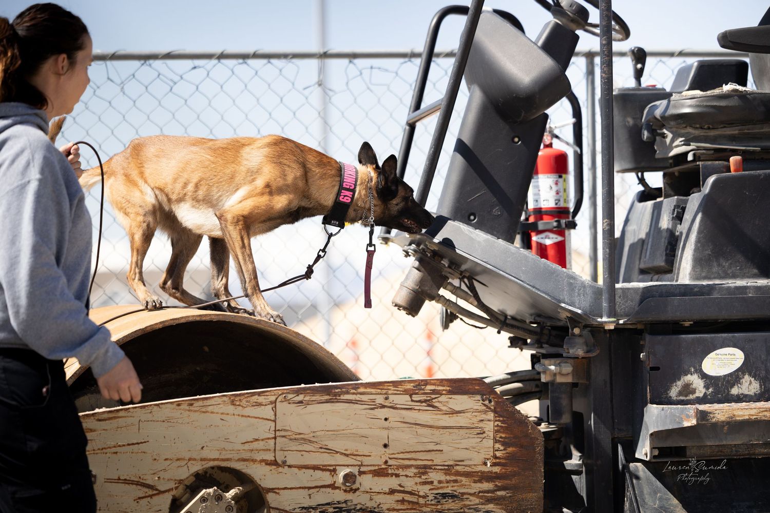 A tan dog investigates equipment in an outdoor training area.