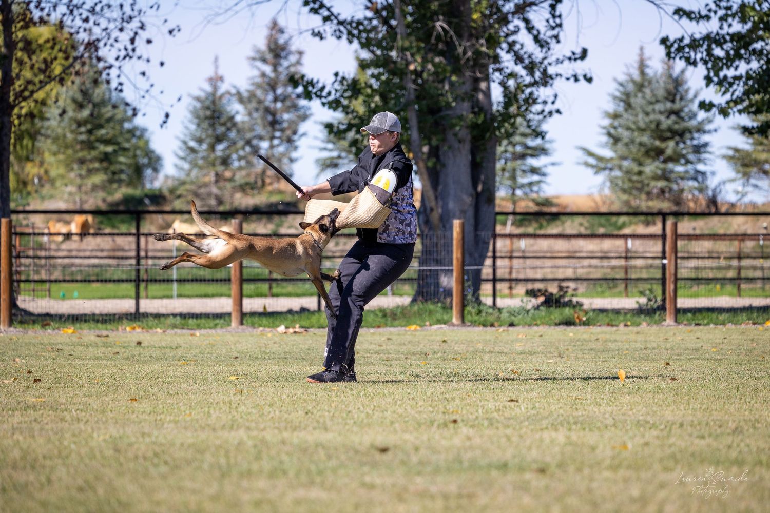Belgian Malinois practicing bite work techniques in fenced training yard.