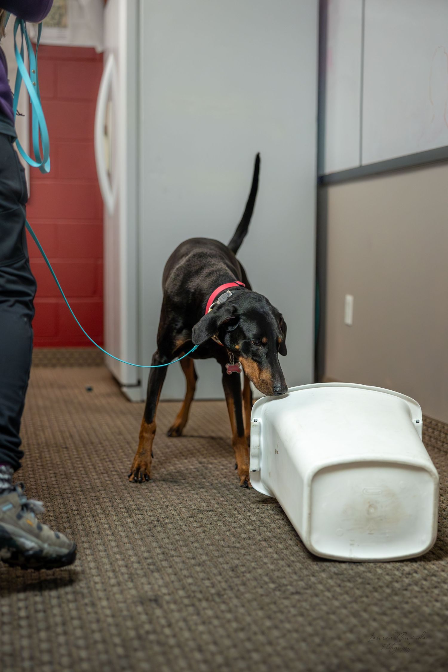 Dog on leash investigating white container on carpeted floor.