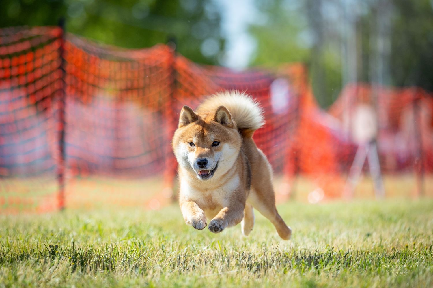 A Shiba Inu dog joyfully running and jumping on grass with orange safety netting visible.