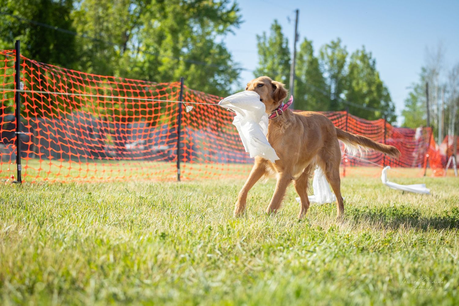 Tan and white dog standing in profile on grass near orange mesh fencing.