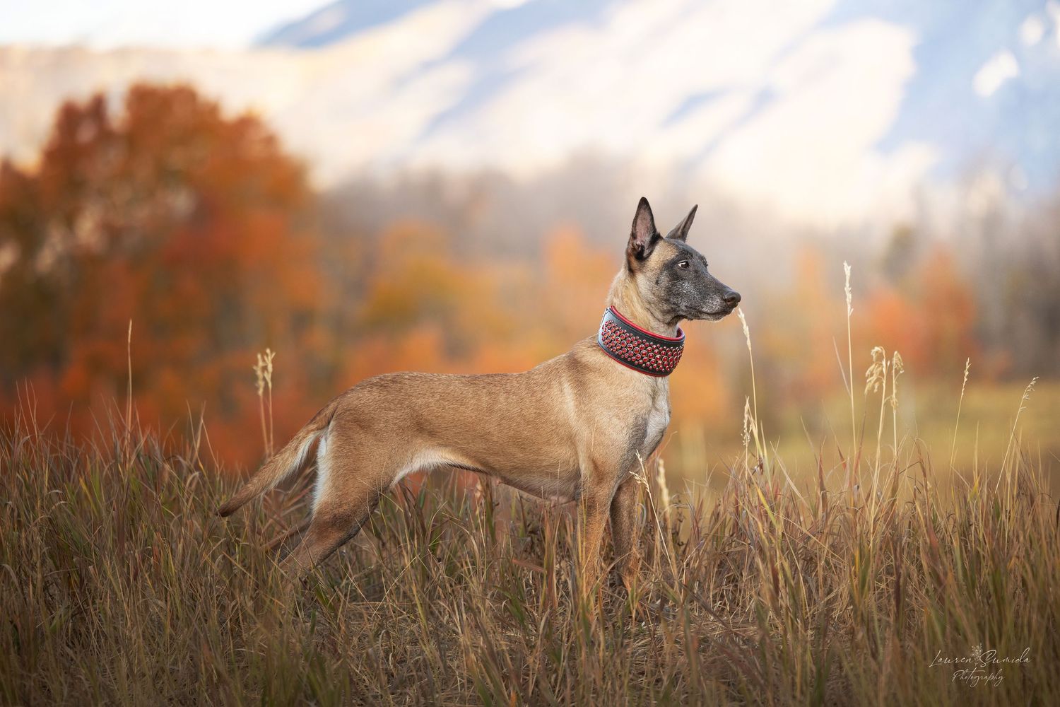 German Shepherd dog sitting alert in tall grass during golden hour.