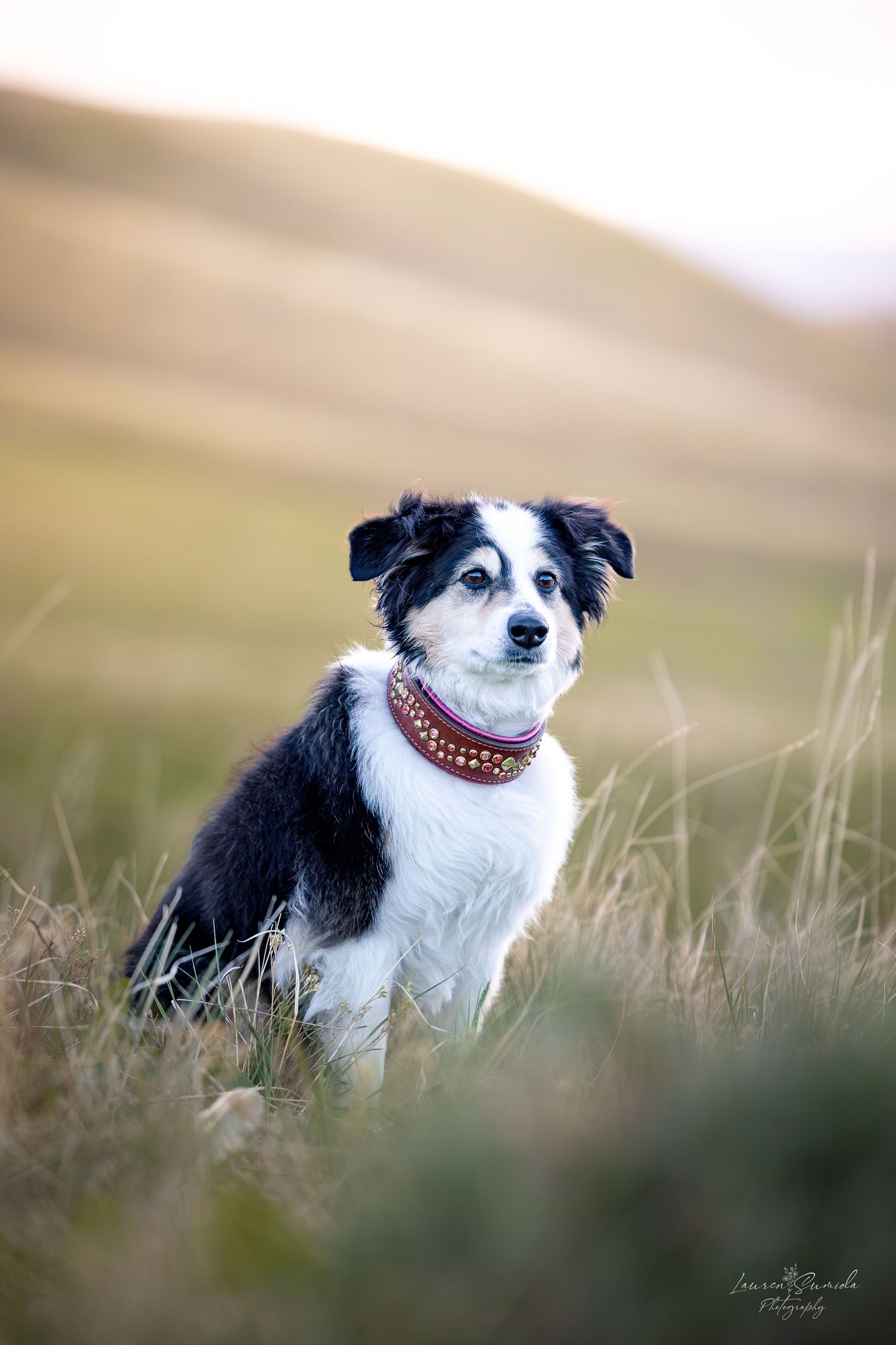 Border Collie sitting in tall grass with mountains in the background.