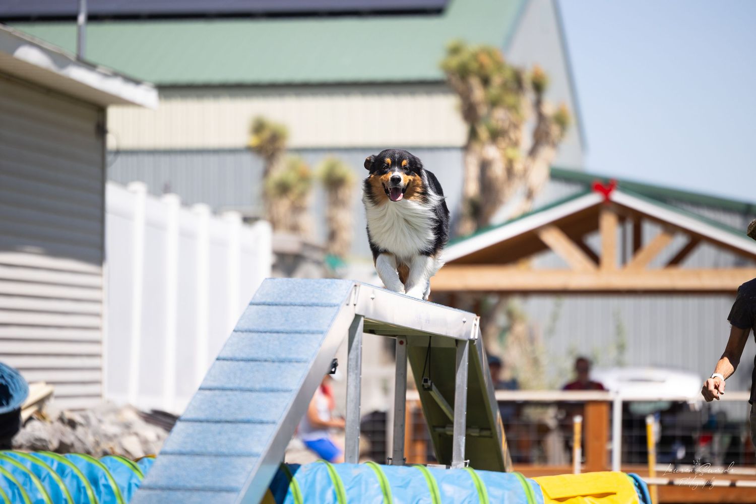 Dog pausing at top of agility ramp during outdoor training session.