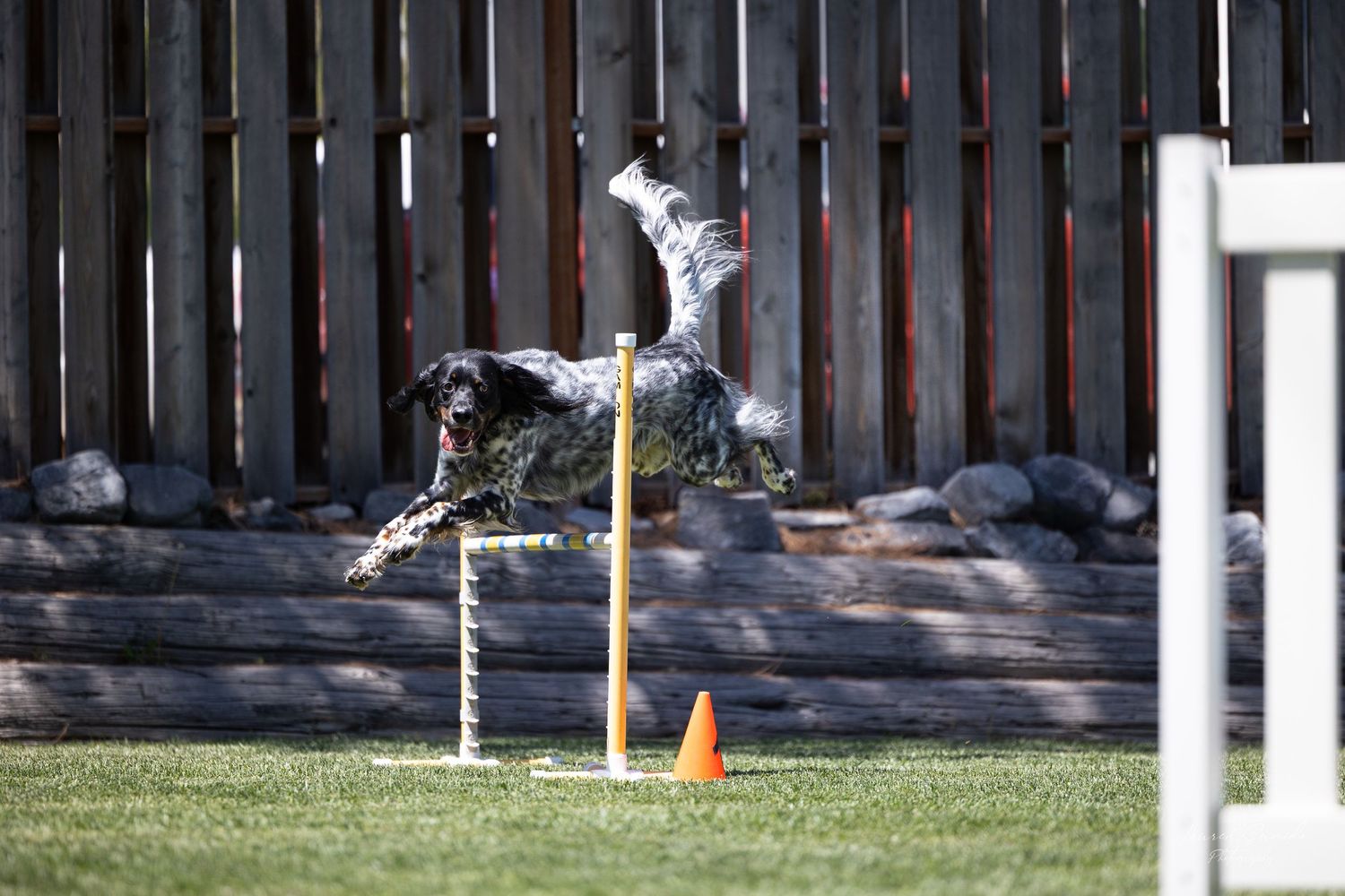 A black and white dog leaping over agility course poles on a grassy field.