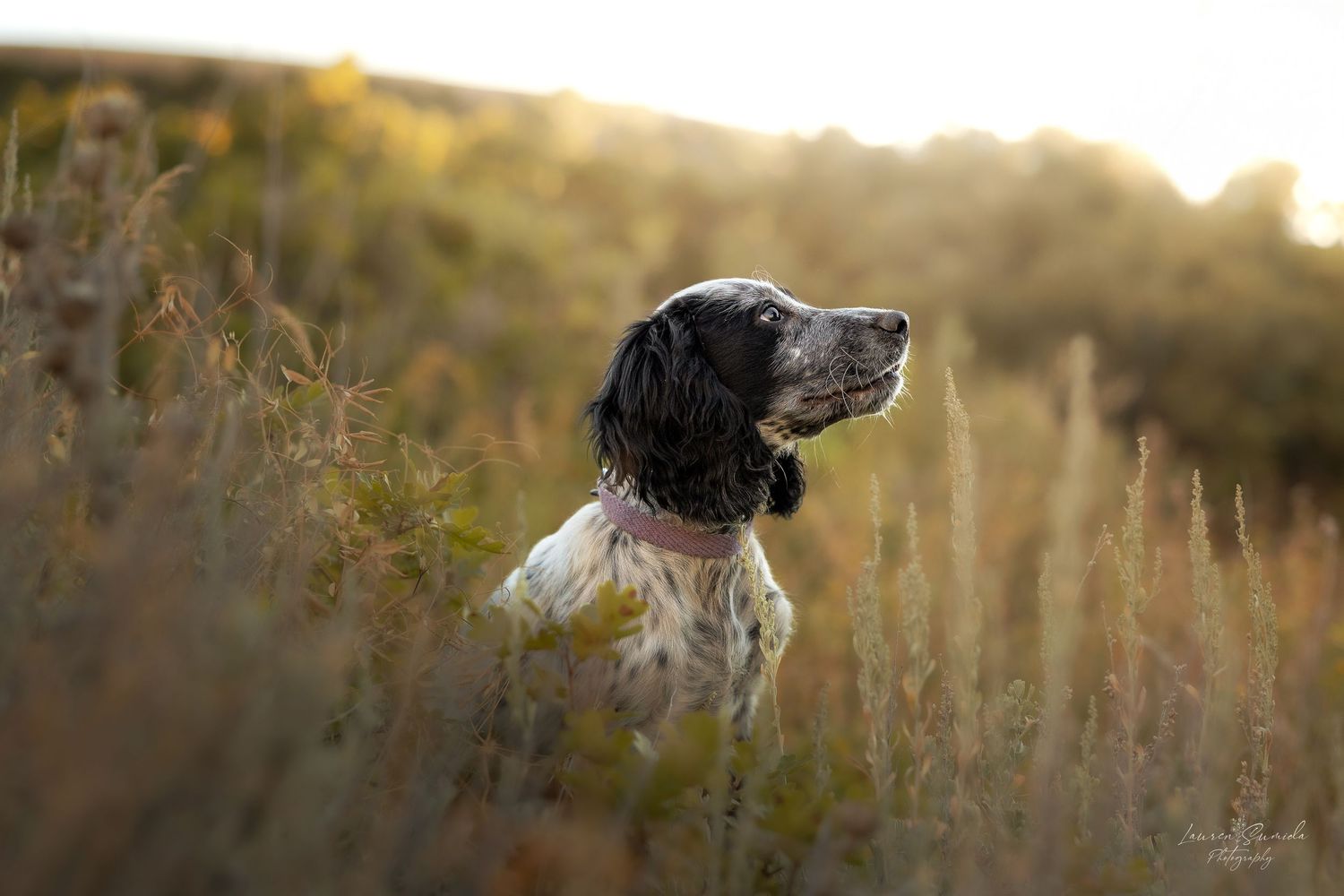 Side profile of a hunting dog looking into the distance among tall grass at sunset.