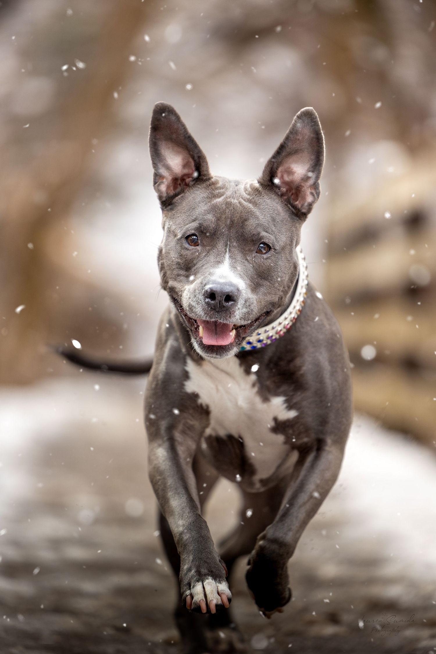 An energetic grey pitbull runs through snow with a happy expression.