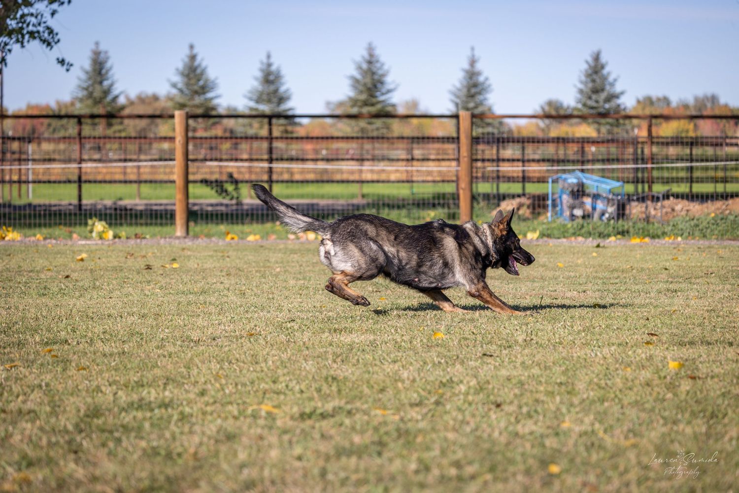 Black dog lying down during obedience training in an enclosed field with evergreen trees.