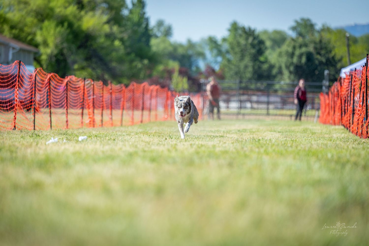 Wide view of dog agility course with orange safety netting and green trees in background.