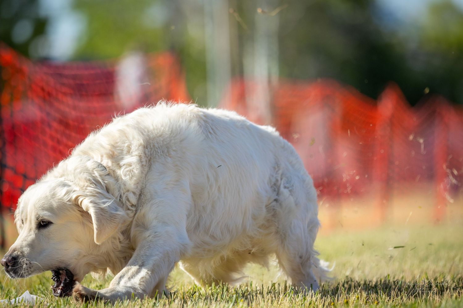 White fluffy dog sniffing grass near orange safety fence on sunny day.