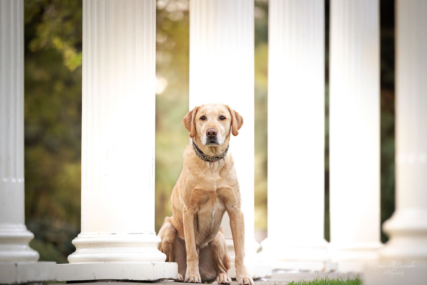 Yellow Labrador puppy sitting between white columns in outdoor setting.