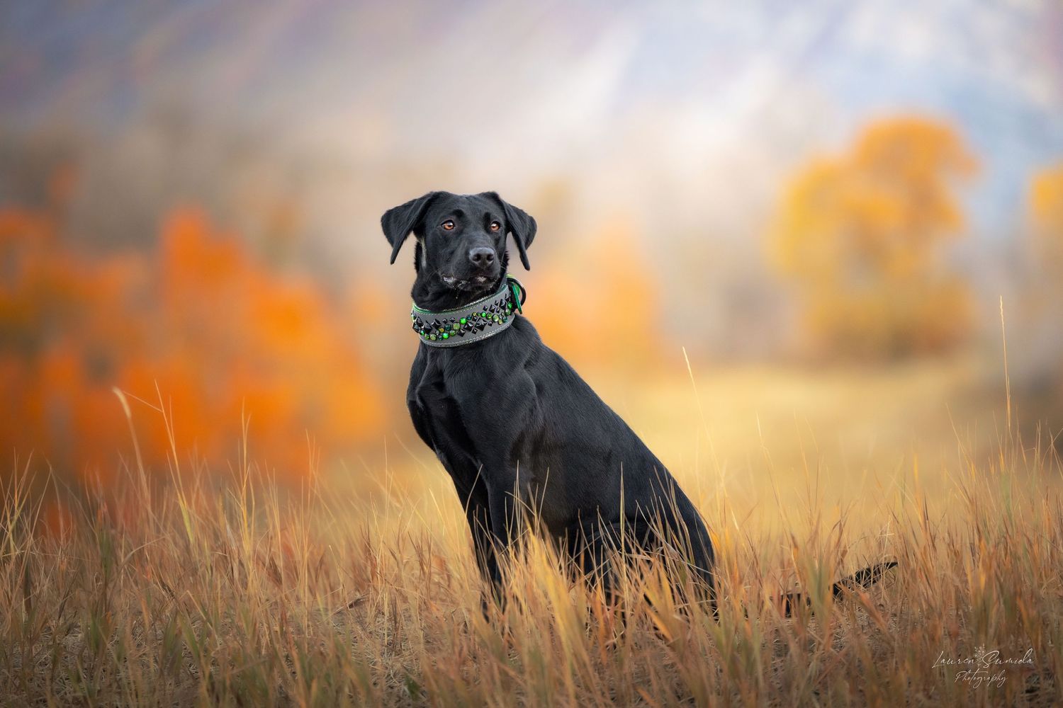 Black dog poses in golden autumn field during sunset with orange bokeh background.