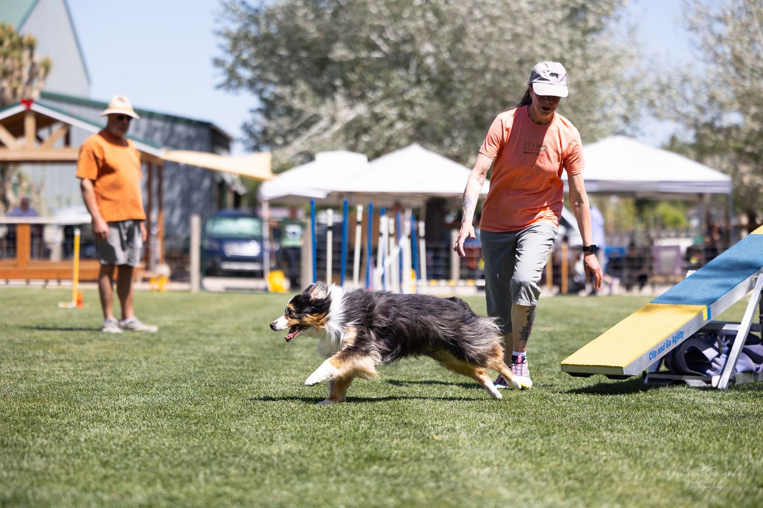 Australian Shepherd dog running through agility course with handler in orange shirt.