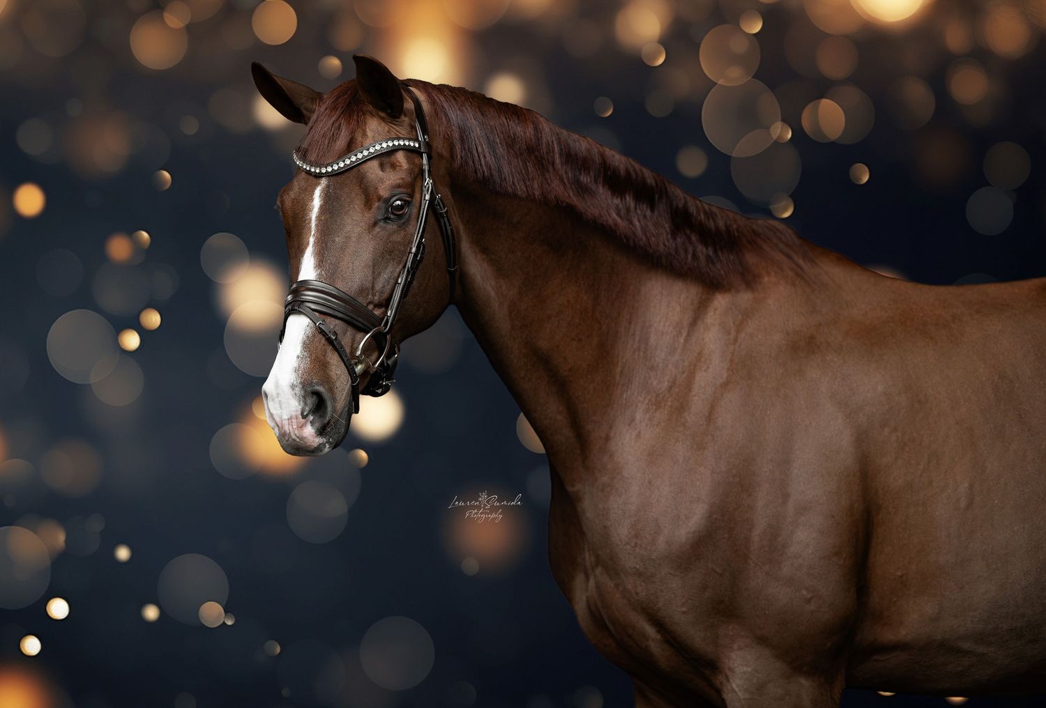 Brown horse photographed against bokeh lights creating magical evening atmosphere.