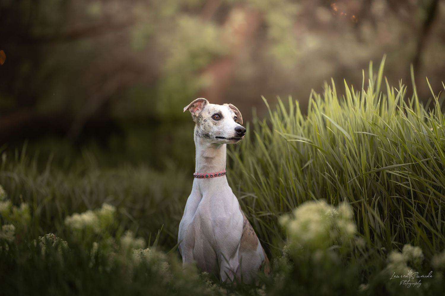 White dog sits attentively in tall grass during golden hour.