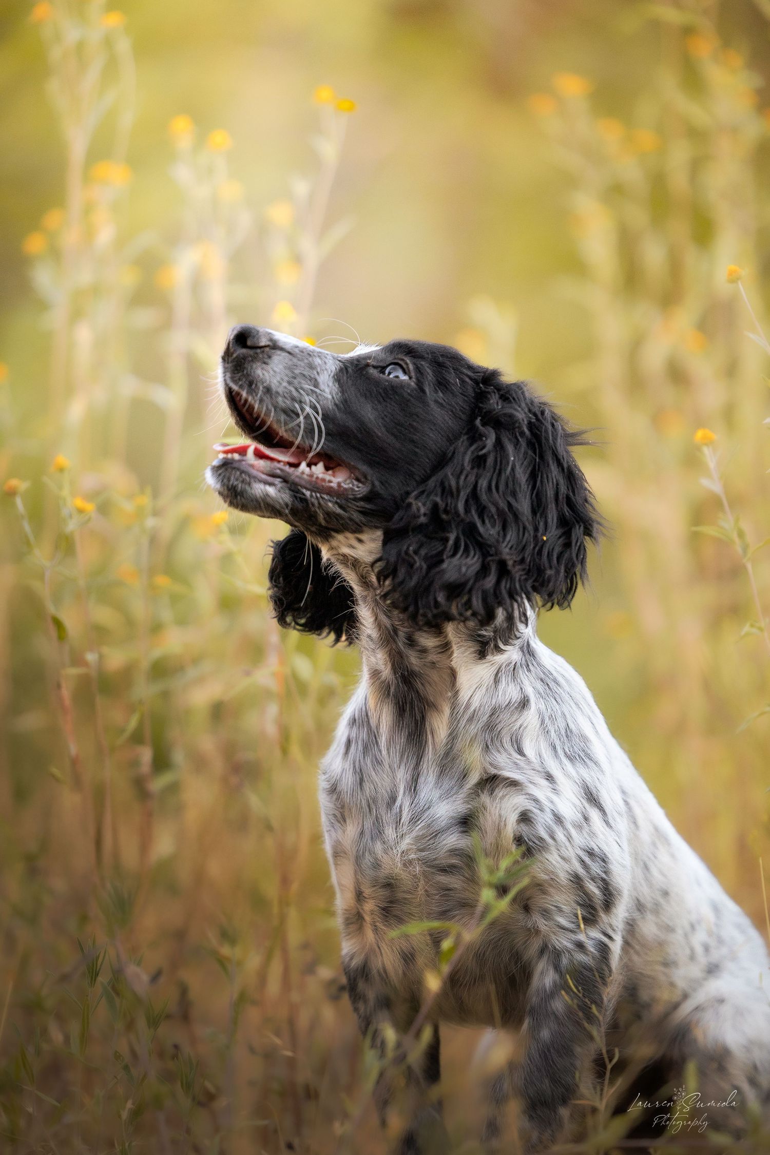 English Setter with spotted coat looking upward in field of yellow wildflowers.