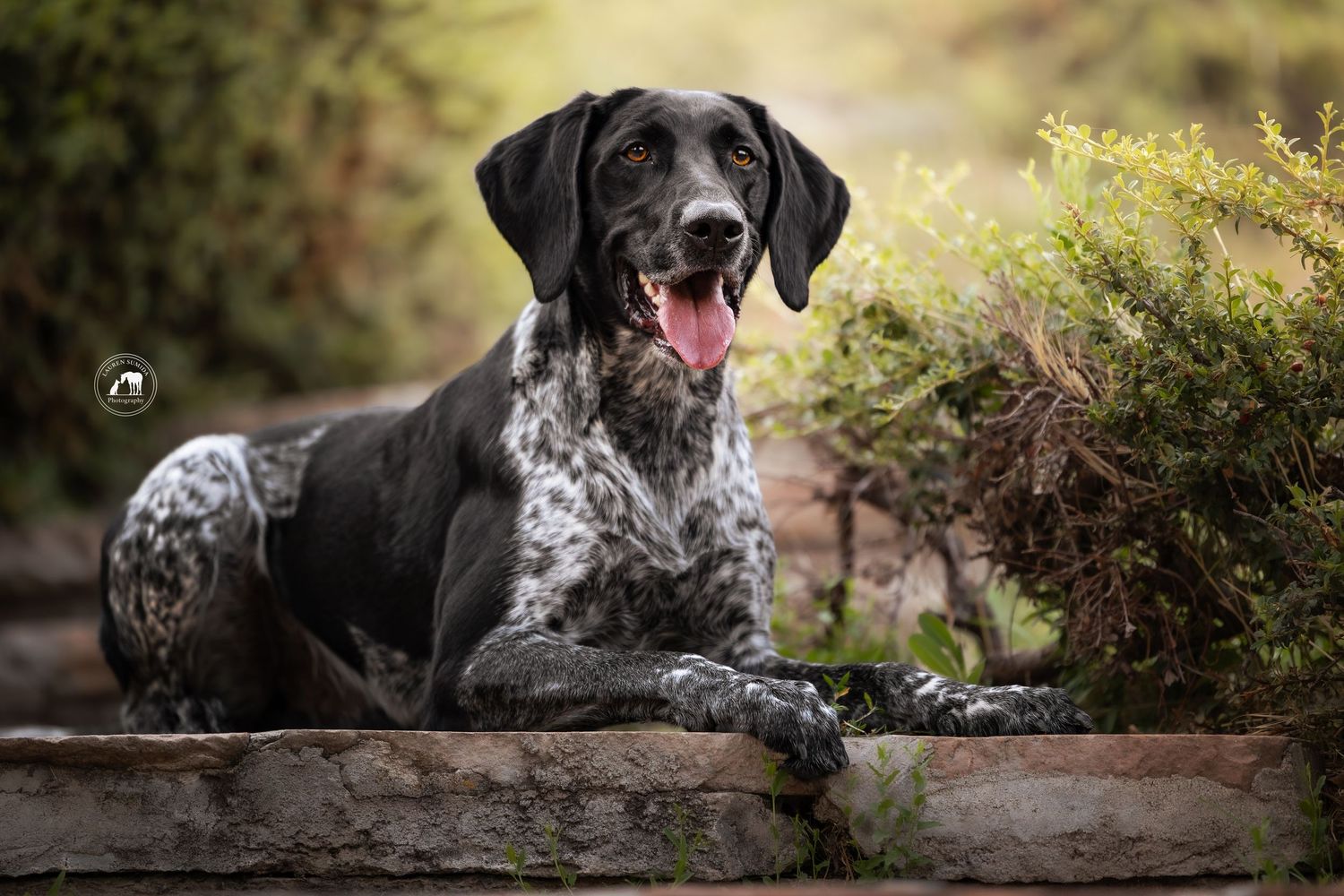 Black and white speckled German Shorthaired Pointer lying on a stone ledge with its tongue out, framed by green shrubs in warm golden light.