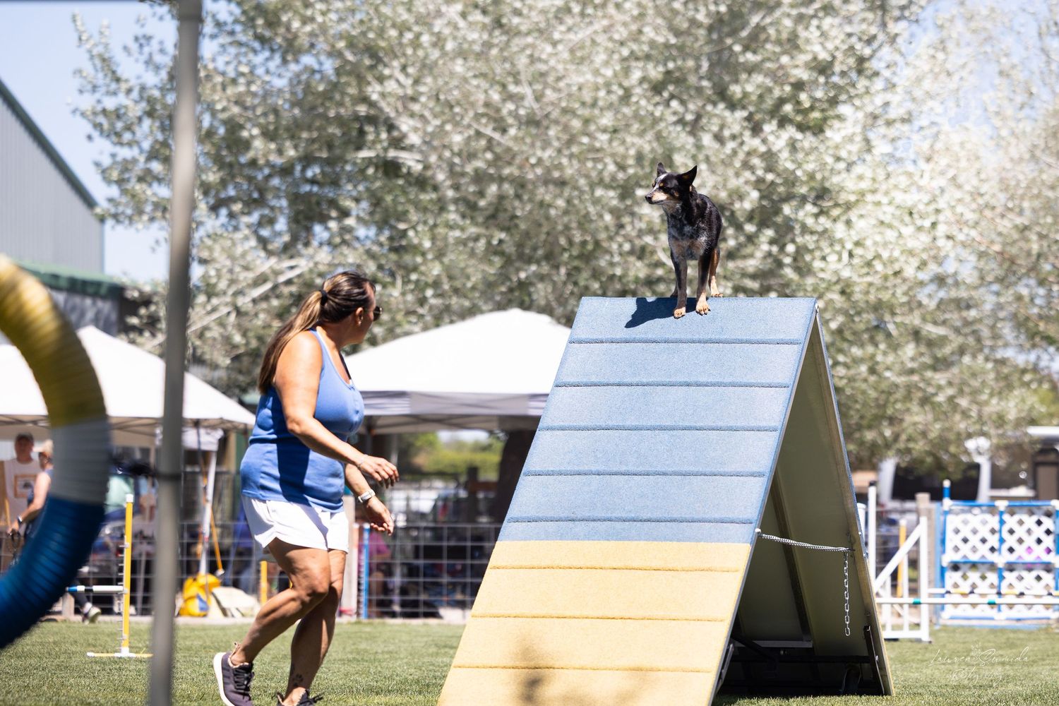 Dog navigating an A-frame obstacle during agility course training.