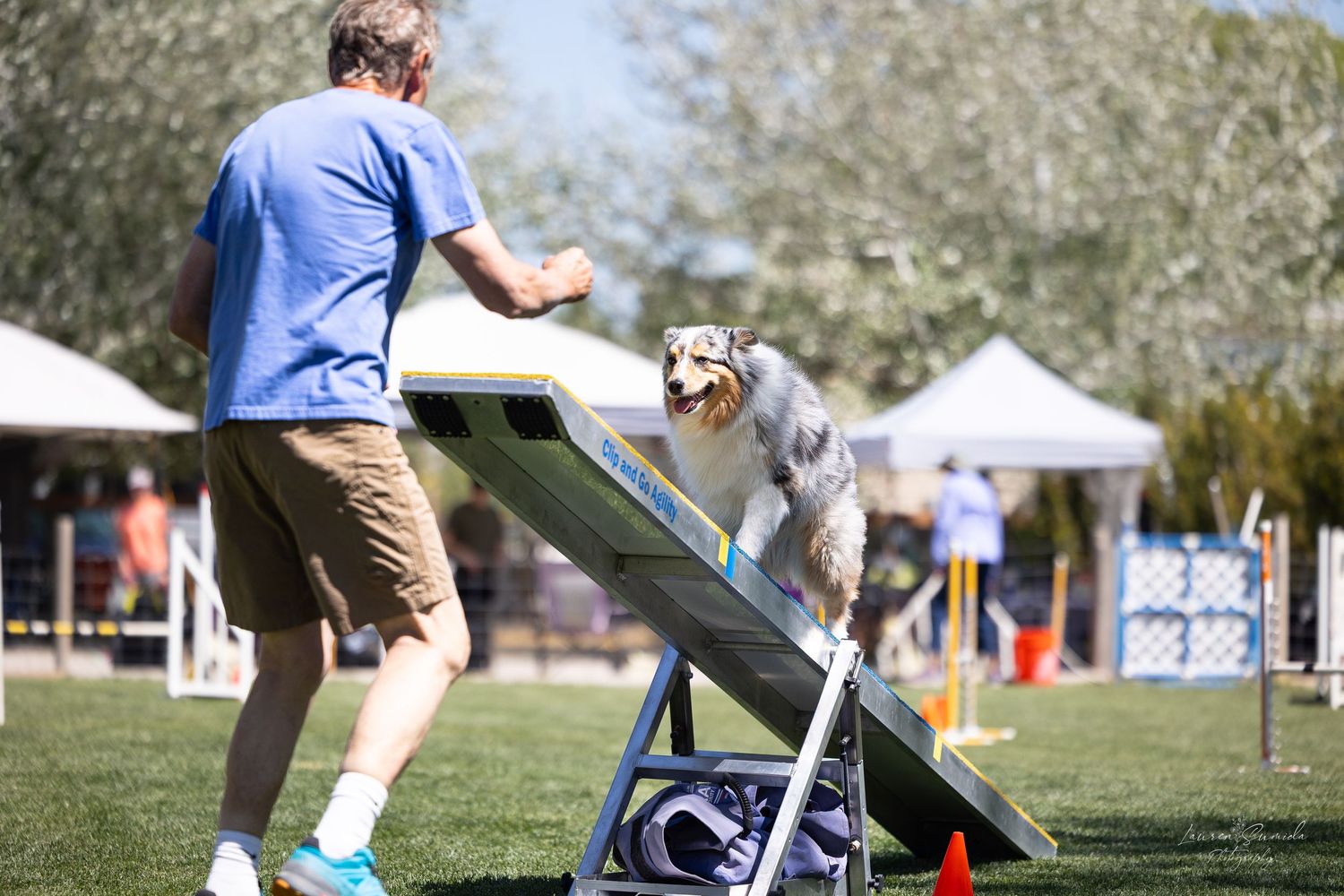 A dog running up a blue ramp obstacle during an outdoor agility competition.