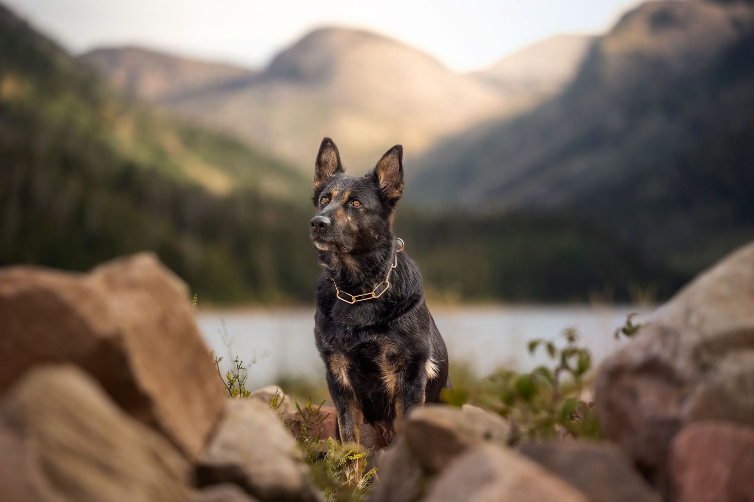 German Shepherd dog poses on rocky mountain overlook with scenic lake vista behind.