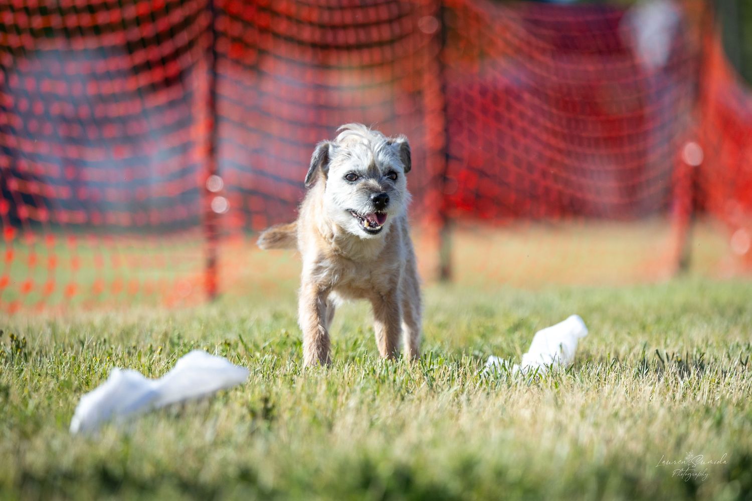 White terrier dog standing alert on grass with orange safety netting behind.