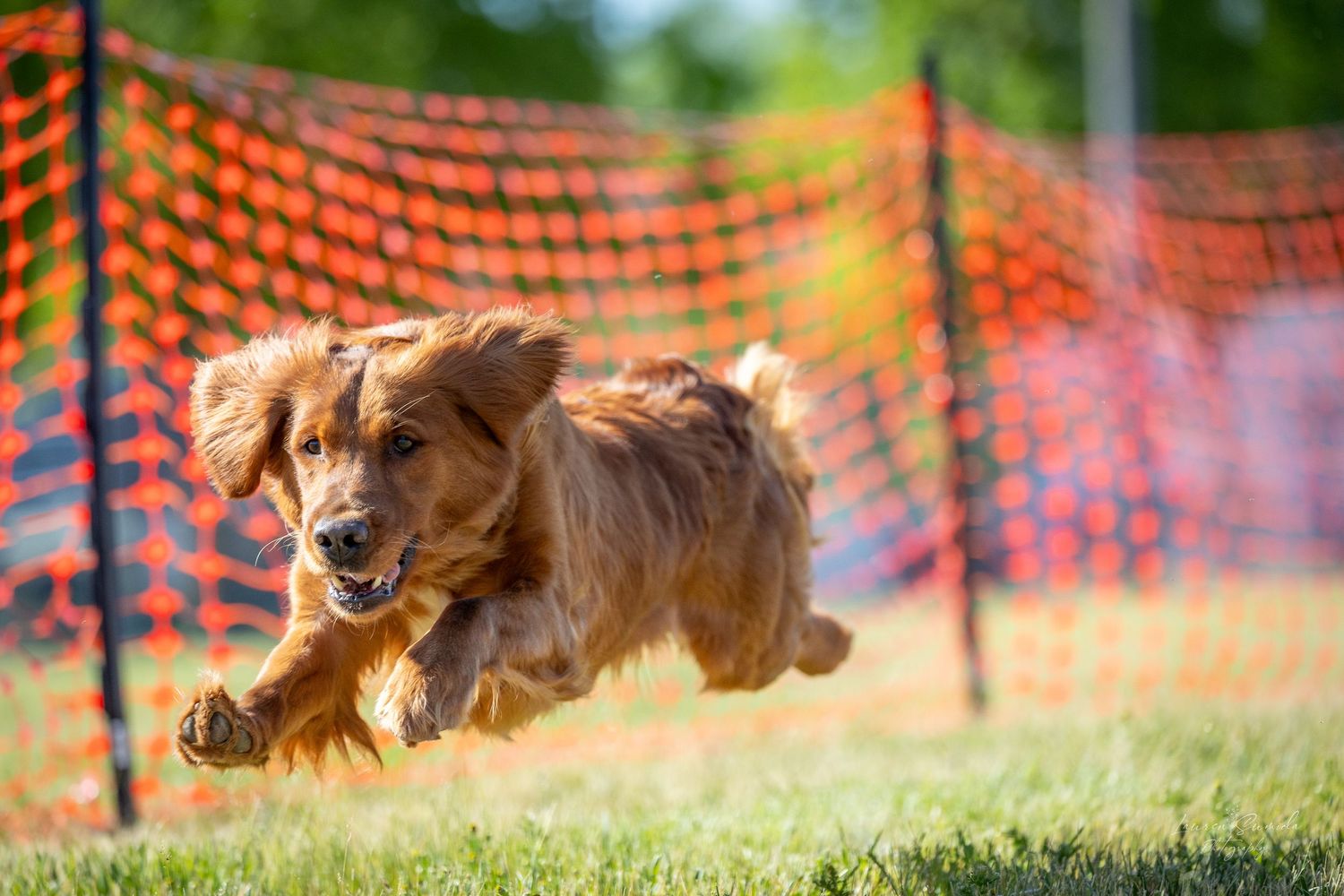 Golden retriever racing through an outdoor agility course with orange mesh fencing.