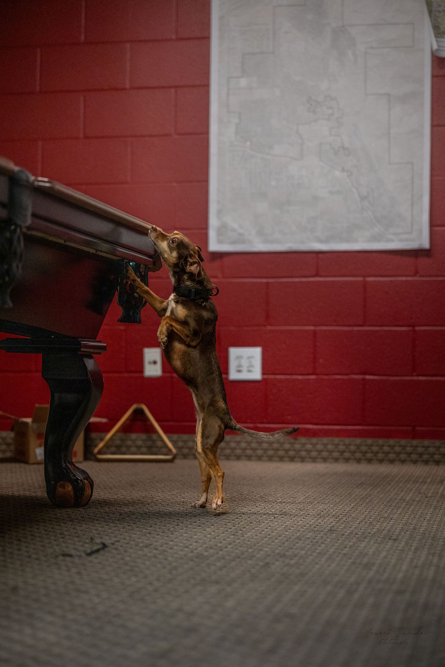 A dog practices agility training with a trainer in a room with red walls.