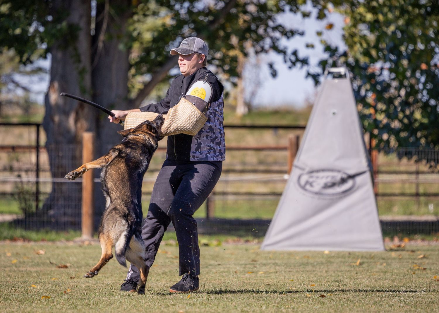 German Shepherd performing controlled bite work during specialized training session.