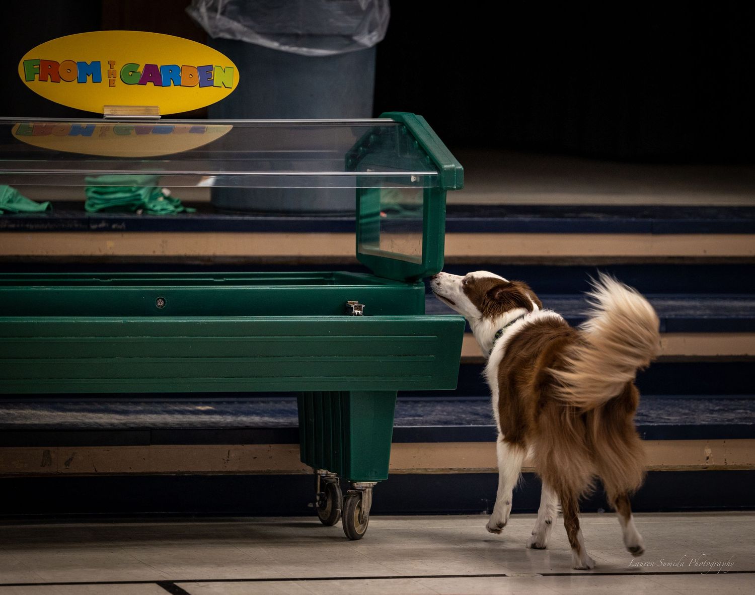 Dogs running alongside green benches or equipment in sequence.