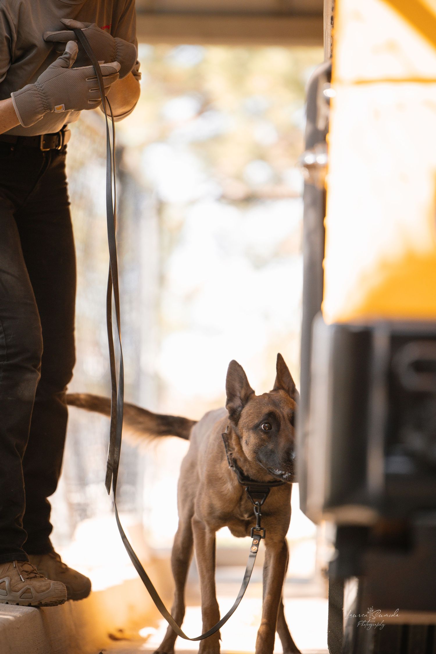 Belgian Malinois on leash during indoor training session with warm lighting.
