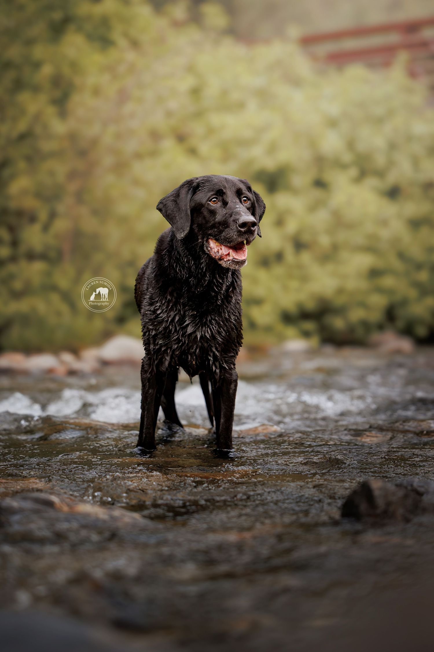 Wet black Labrador retriever standing in a shallow rocky stream with mouth open, surrounded by blurred green foliage.