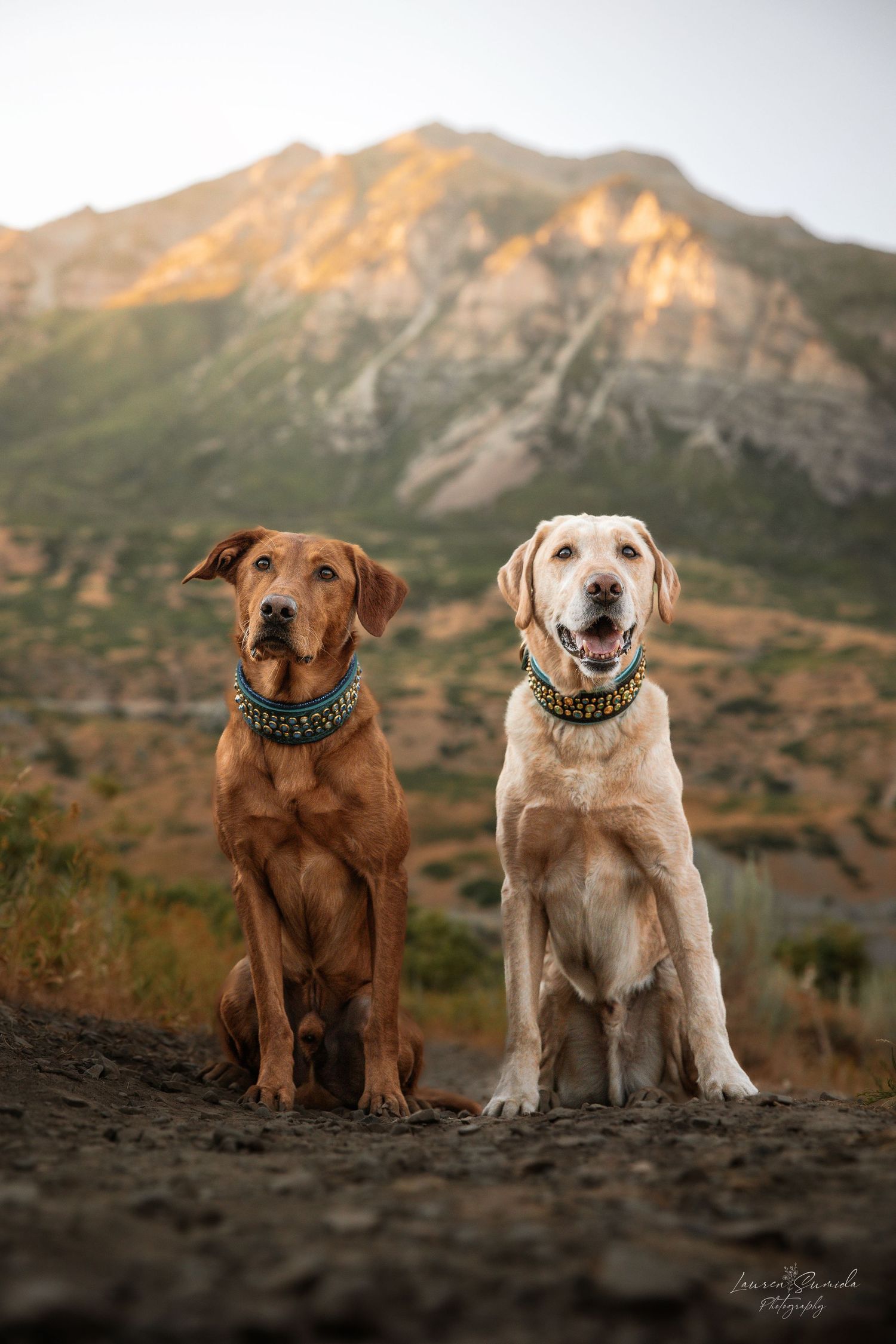 Two dogs, brown and yellow Labs, sitting together against mountain landscape at sunset.