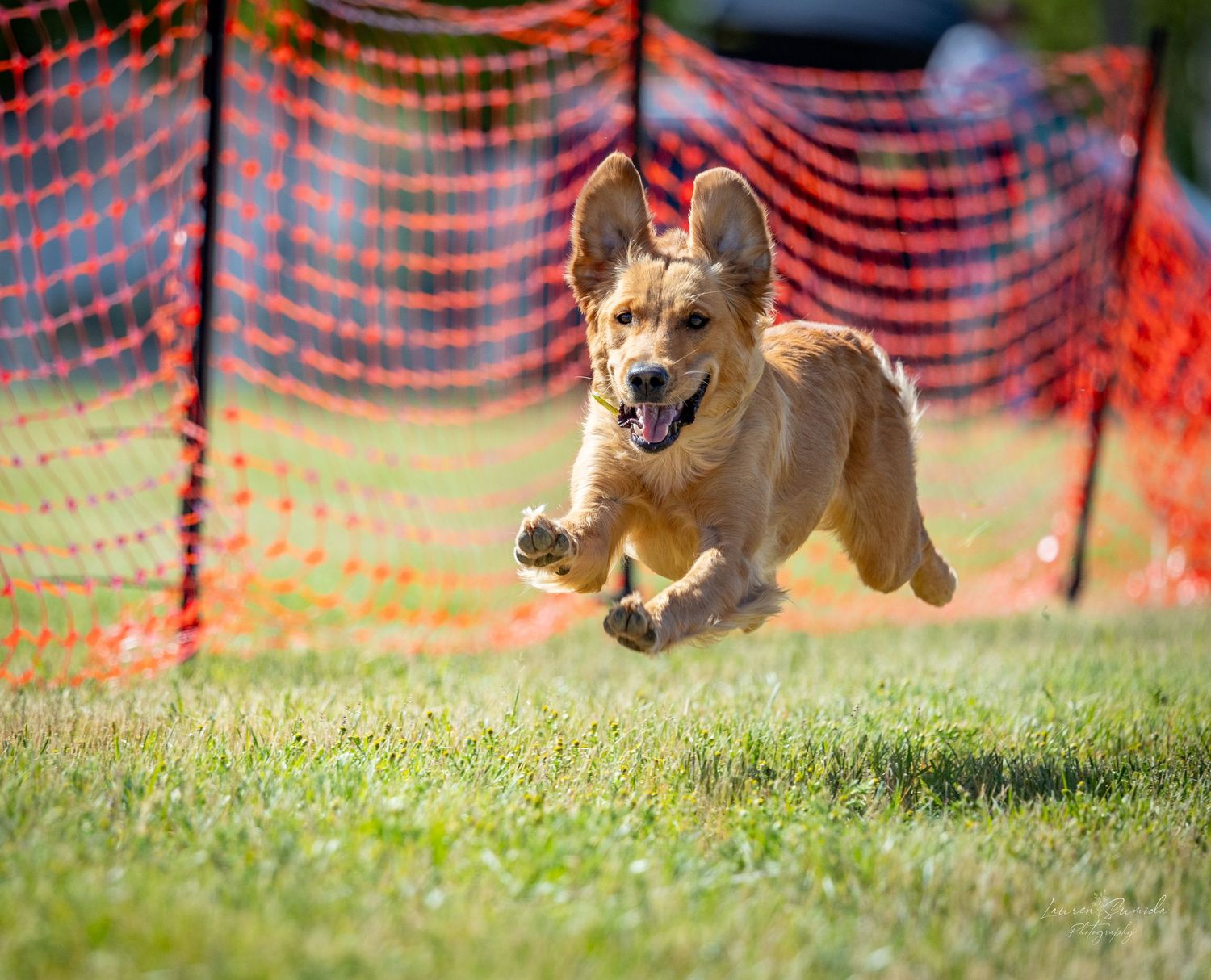 A tan puppy leaping joyfully through the air with orange safety netting behind.