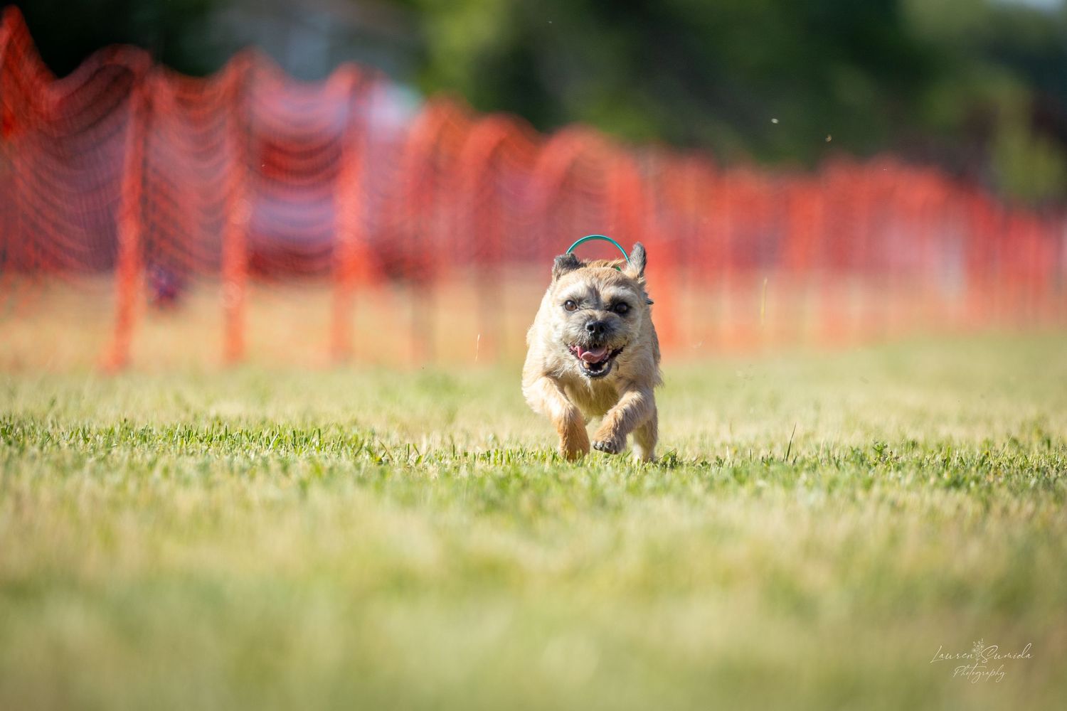 Boston terrier racing through a grass course with orange safety netting in the background.