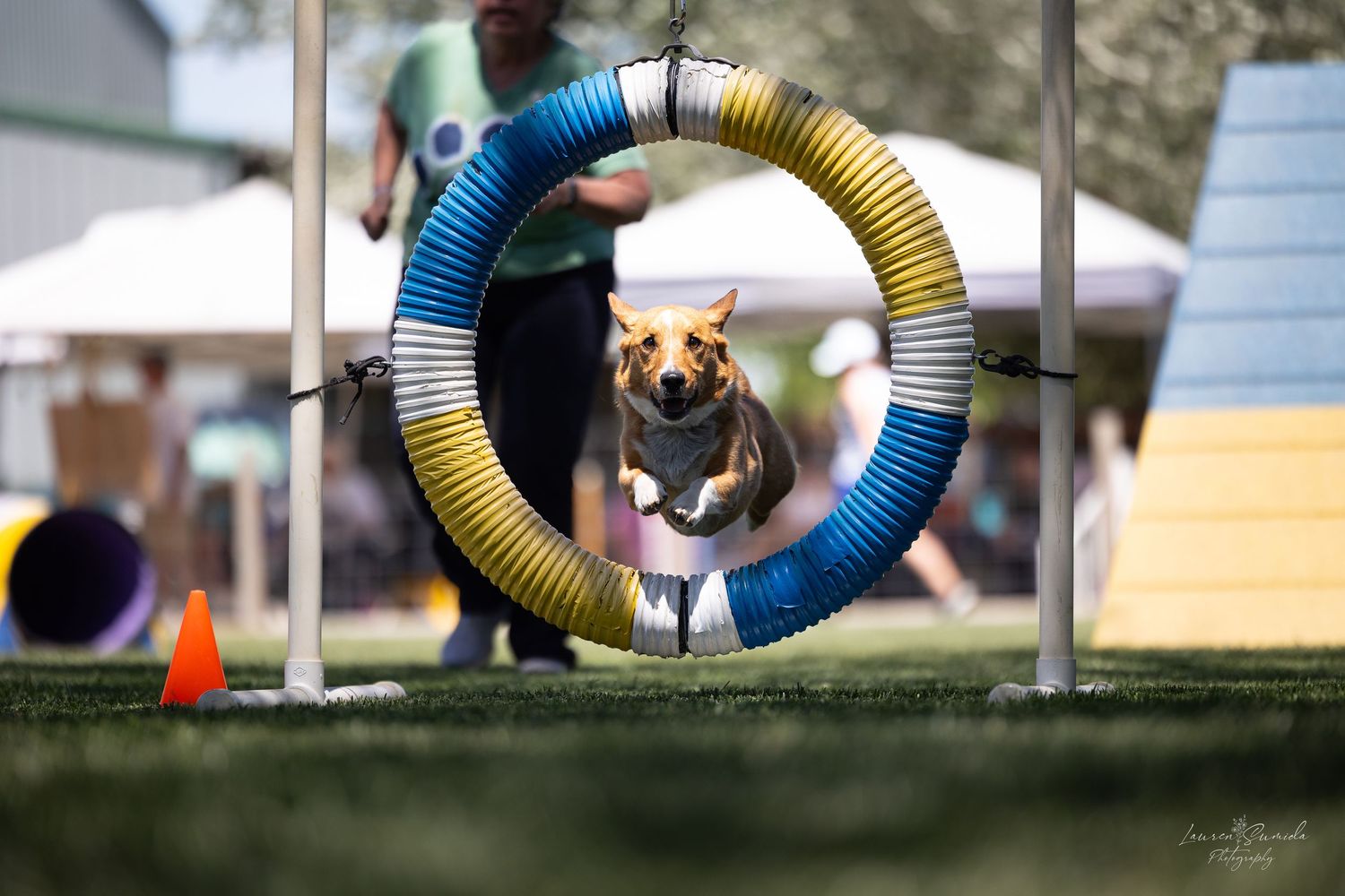 A small dog running through a blue and yellow agility hoop on a grass field.