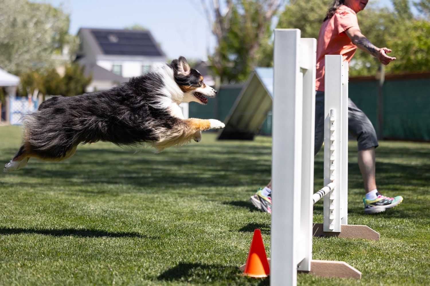 Border Collie leaping over white agility jumps during competition training.